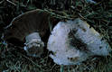 Agaricus bitorquis (Qul.)Sacc.