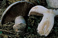 Agaricus bitorquis (Qul.)Sacc.