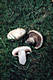 Agaricus bitorquis (Qul.)Sacc.