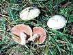 Agaricus campestris L.:Fr.