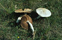 Agaricus macrosporus (Moell.& J.Schff.)Pilat