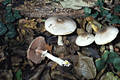 Agaricus praeclaresquamosus Freeman