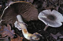 Agaricus praeclaresquamosus Freeman