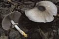 Agaricus praeclaresquamosus Freeman