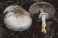 Agaricus praeclaresquamosus Freeman