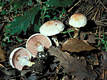 Agaricus semotus Fr.