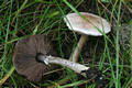 Agaricus semotus Fr.