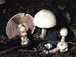 Agaricus silvicola (Vitt.)Sacc.