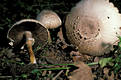 Agaricus xanthoderma Gen.