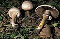 Agaricus xanthoderma Gen.