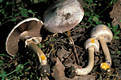 Agaricus xanthoderma Gen.