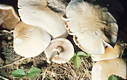 Agrocybe cylindracea (DC.:Fr.)Maire