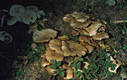 Agrocybe cylindracea (DC.:Fr.)Maire