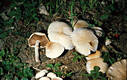 Agrocybe cylindracea (DC.:Fr.)Maire