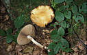 Agrocybe praecox (Pers.:Fr.)Fay.