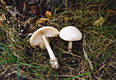 Amanita alba Gill.