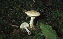 Amanita citrina (Schaeff.) Gray