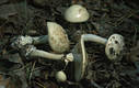 Amanita citrina (Schaeff.) Gray