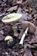 Amanita citrina (Schaeff.) Gray