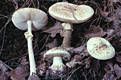 Amanita citrina (Schaeff.) Gray