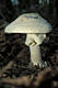 Amanita citrina (Schaeff.) Gray