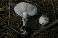 Amanita citrina (Schaeff.) Gray