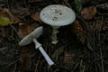 Amanita citrina (Schaeff.) Gray