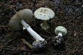 Amanita citrina (Schaeff.) Gray