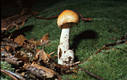 Amanita crocea (Qul.) Singer