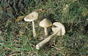 Amanita crocea (Qul.) Singer