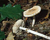 Amanita eliae Qul.