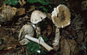 Amanita eliae Qul.