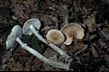 Amanita eliae Qul.