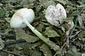 Amanita eliae Qul.