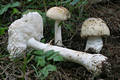 Amanita eliae Qul.