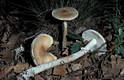 Amanita eliae Qul.