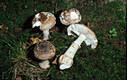 Amanita excelsa (Fr.) Bertil.