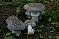 Amanita excelsa (Fr.) Bertil.