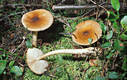 Amanita fulva Sing.