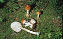 Amanita fulva Sing.