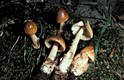 Amanita fulva Sing.