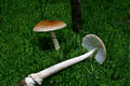 Amanita fulva Sing.