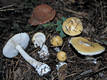 Amanita gemmata (Fr.) Bertil.