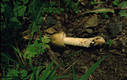 Amanita lividopallescens Gill.