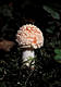 Amanita muscaria (L.) Pers.