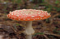 Amanita muscaria (L.) Pers.