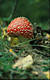 Amanita muscaria (L.) Pers.