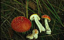 Amanita muscaria (L.) Pers.