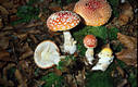 Amanita muscaria (L.) Pers.