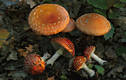 Amanita muscaria (L.) Pers.